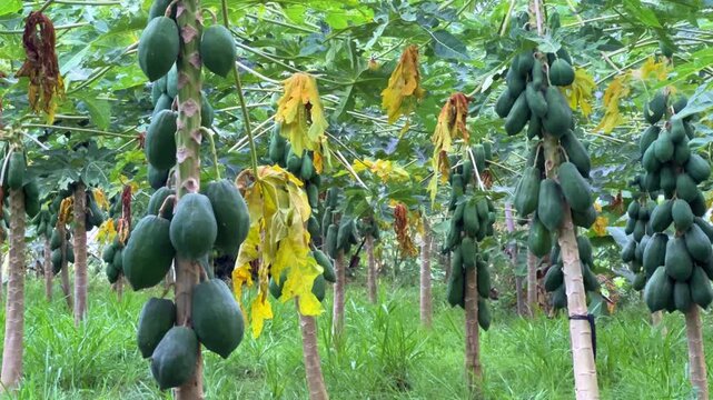 Papaya plantation. There are many large fresh papayas on the tree. Green papaya fruits on fruit trees. Papaya fruit, Central Java, Indonesia, Asia. 4K