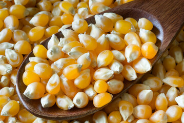 乾燥とうもろこし