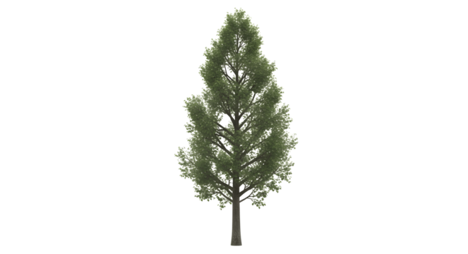 Beautiful tree with lush green leaves perfect for landscape designs and architectural renderings use now