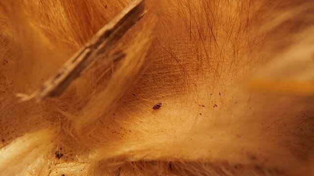 Flea crawling through a dog's hair, showing close-up of a parasitic infection. This macro footage illustrates zoonotic diseases and pet hygiene awareness. For medical education and veterinary medicine