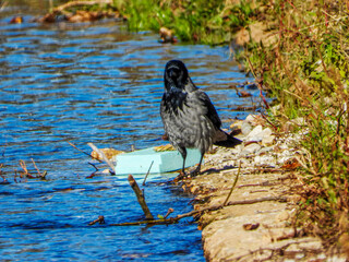 Hooded Crow Standing by the River Bank