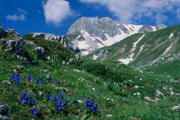 High mountain flowers in June, Abruzzo, Lazio, Molise National Park, Italy