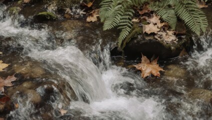 Close-up of a clear, rushing stream over rocks, autumn leaves, and ferns