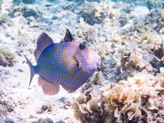 イソモンガラ, Yellow-spotted triggerfish, Blue-and-gold triggerfish,...
