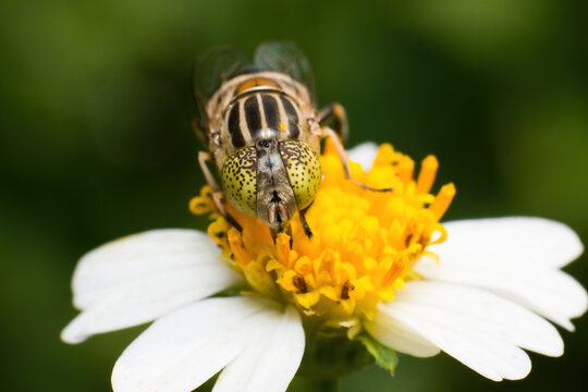 Banded Hoverfly Foraging on Flower, Extreme Macro Pollination