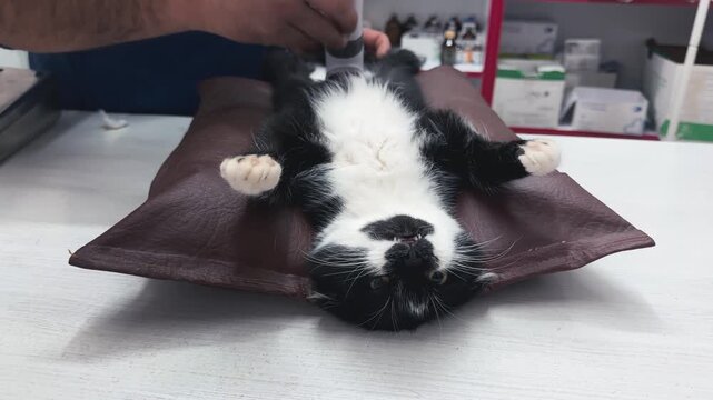 Veterinarian operates on a cat. Surgeons performing operation on cat on surgical table.
