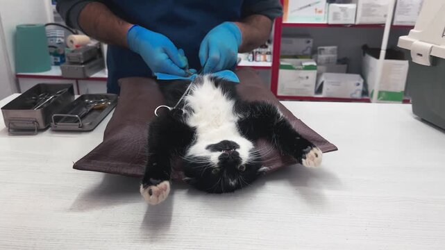 Veterinarian operates on a cat. Surgeons performing operation on cat on surgical table.