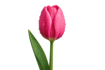 Fototapeta premium Pink tulip with water drops on transparent background