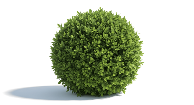 Perfectly rounded topiary bush with lush green leaves for landscape design and garden inspiration