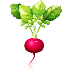 Vibrant Radish Vegetable With Deep Red Root And Green Leaves Isolated On White Background Studio Shot Healthy Food And Nutrition Concept