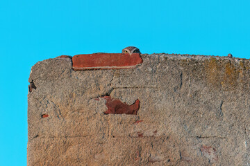 Little Owl Peeking Over Rustic Wall On A Quiet Rooftop With Blue Sky