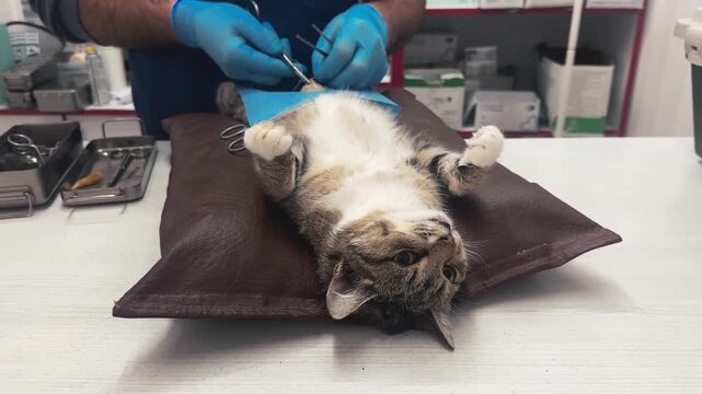Veterinarian operates on a cat. Surgeons performing operation on cat on surgical table.
