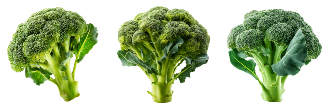 Set of Fresh broccoli floret centered on white background, bright and sharp, natural lighting, healthy and organic appearance on transparent png background. Ai generated