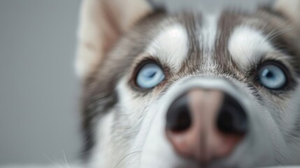 Fototapeta premium A close-up portrait of a Siberian Husky with piercing blue eyes.