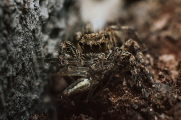 Extreme Macro Portrait of Fluffy Jumping Spider Hunting and Resting