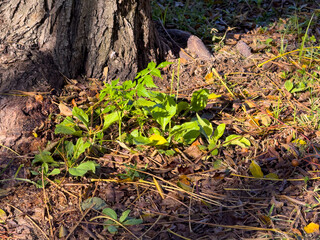 Green seedlings and leaf litter at a tree base in forest