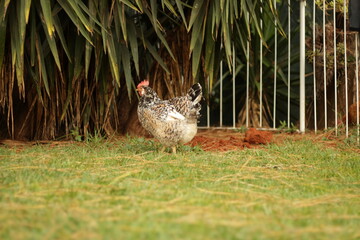 free range chicken