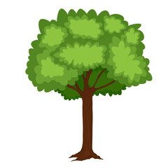 A large, green, deciduous tree with a thick trunk and branches.Deciduous tree in summer. Vector stock illustration. Isolated on a white background.