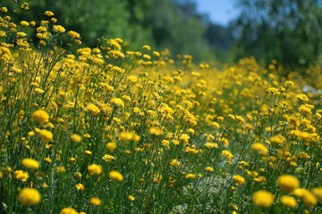 Obraz premium Vibrant Meadow Landscape Adorned with Marygold Blooms in Full Spring Glory