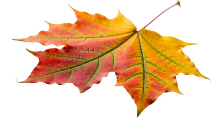 Obraz premium Autumn maple leaf isolated on transparent background