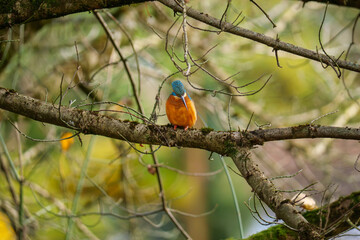 A vibrant kingfisher perched gracefully on a tree branch, showcasing its brilliant blue and orange plumage in natural daylight. Perfect for nature, wildlife, and bird photography collections.
