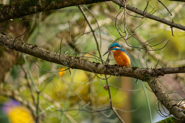 A vibrant kingfisher perched gracefully on a tree branch, showcasing its brilliant blue and orange plumage in natural daylight. Perfect for nature, wildlife, and bird photography collections.