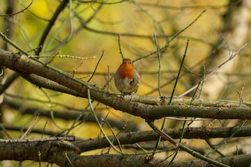Close-up portrait of a European robin perched on a tree branch, showing its warm orange breast and fine feather details in natural light. Ideal for nature, wildlife, and bird photography collections. 
