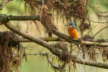 A vibrant kingfisher perched gracefully on a tree branch, showcasing its brilliant blue and orange plumage in natural daylight. Perfect for nature, wildlife, and bird photography collections.