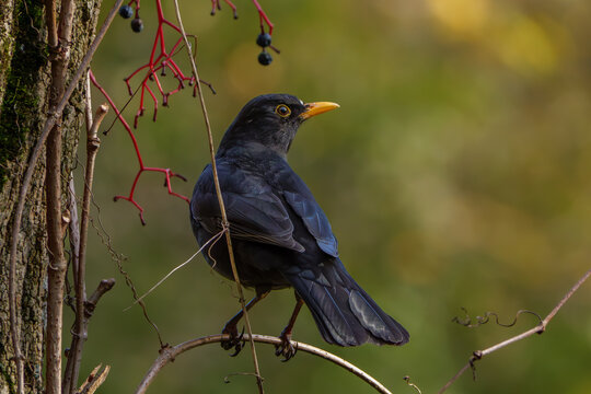 Close-up portrait of a common blackbird perched on a tree branch, highlighting its glossy black plumage and bright yellow beak in natural daylight. Perfect for wildlife, nature