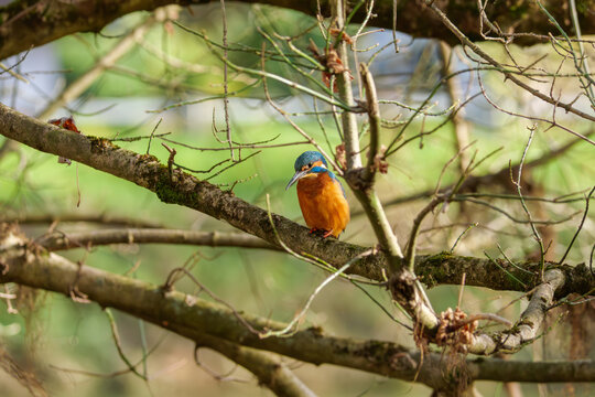 A vibrant kingfisher perched gracefully on a tree branch, showcasing its brilliant blue and orange plumage in natural daylight. Perfect for nature, wildlife, and bird photography collections. - Powered by Adobe