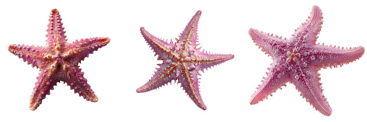Set of Bright pink sea star fish centered on transparent png background. Ai generated