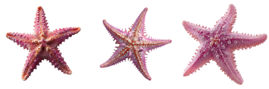 Set of Bright pink sea star fish centered on transparent png background. Ai generated