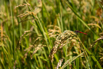 実りの秋、黄金色の稲穂にとまる一匹の赤とんぼ