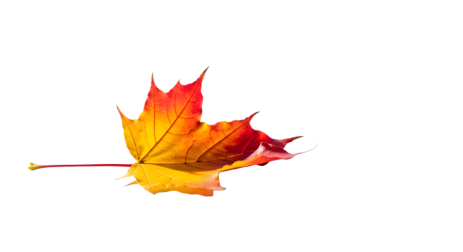 Vibrant autumn maple leaf isolated on transparent background
