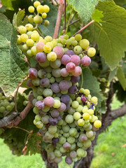 large bunch of grapes growing on vine outdoors in vineyard