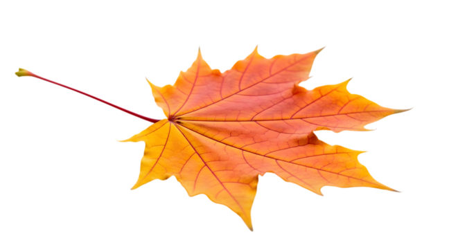 Orange and yellow maple leaf isolated on transparent background