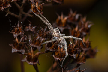 Spinne an einem Herbstmorgen