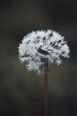 Pusteblume im Morgentau
