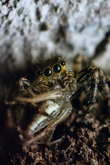 Extreme Macro Portrait of Fluffy Jumping Spider Hunting and Eating Its Prey