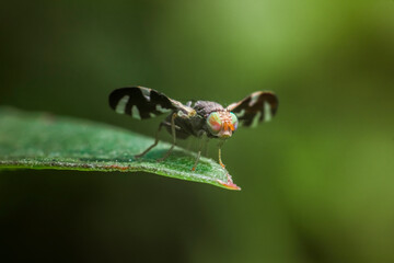 Winged Fly (Tephritidae) with striking patterned wings on a leaf