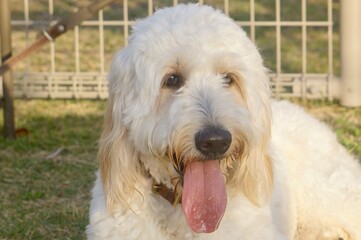 Cute fluffy dog resting on grass with tongue out in warm sunlight