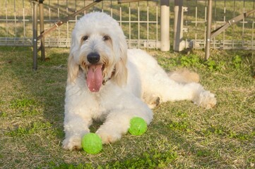 Cute fluffy dog resting on grass with tongue out in warm sunlight