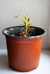 Minimal conceptual still life with fading plant in flowerpot, representing endings, carelessness, or new beginnings. 