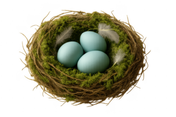 Bird's nest containing three blue robin eggs