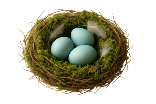 Bird's nest containing three blue robin eggs