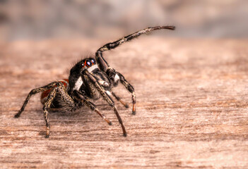 Araña saltarina