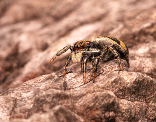 Araña saltarina