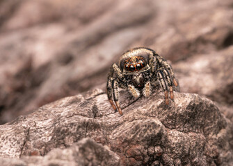 Araña saltarina