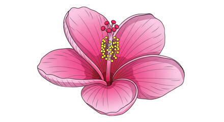 Pink hibiscus flower illustration with detailed petals and central stamen