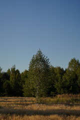 Fototapeta premium Golden Hour in the Meadow